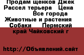 Продам щенков Джек Рассел терьера › Цена ­ 25 000 - Все города Животные и растения » Собаки   . Пермский край,Чайковский г.